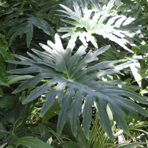 1488830990Split-leaf-Philodendron-Philodendron-selloum-detail.jpg