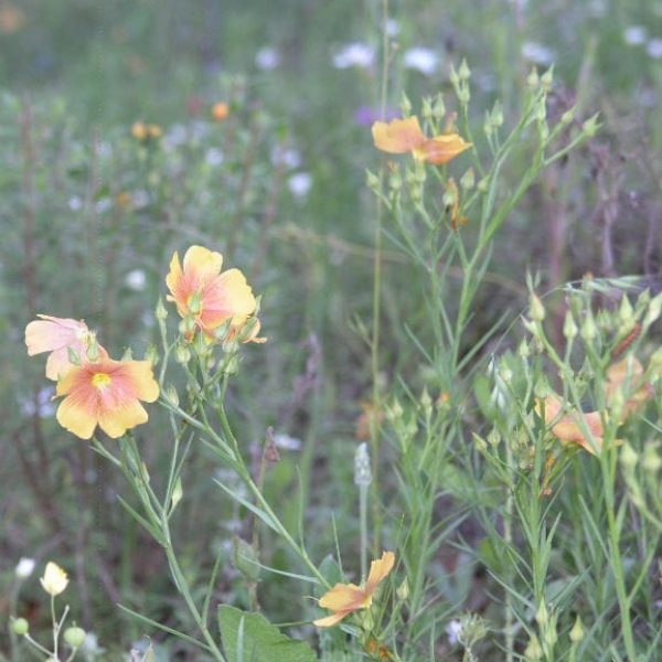 1488831647Stiff-Stem-Flax-Linum-berlandieri-grouping2.jpg