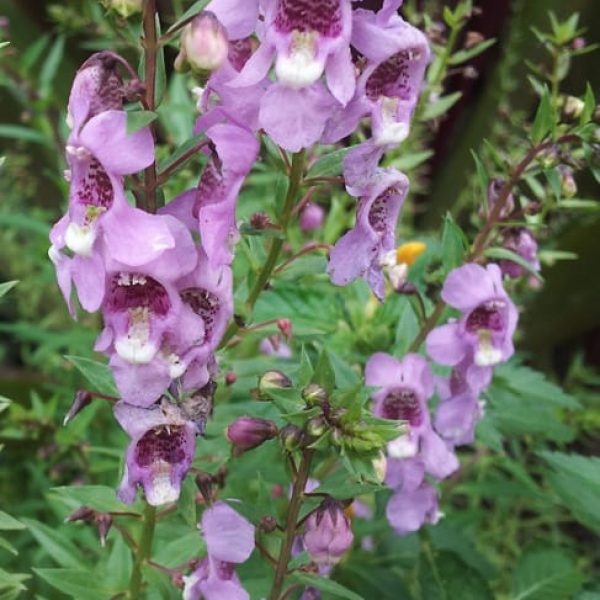 1488832646Summer-Snapdragon-Angelonia-angustifolia-detail-close.jpg