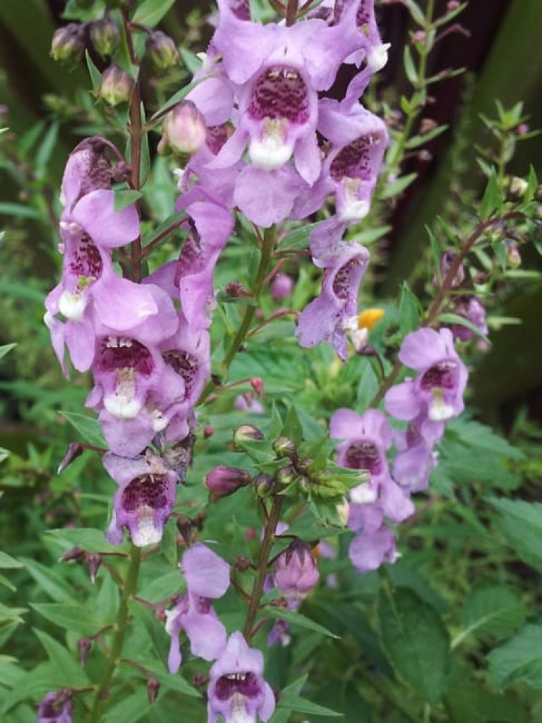 1488832646Summer-Snapdragon-Angelonia-angustifolia-detail-close.jpg