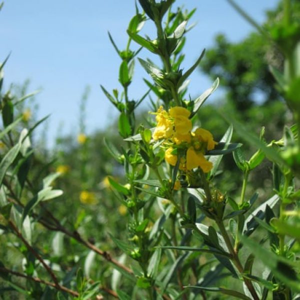 1488832856suncatcher-heimia-salicifolia-detail.jpg