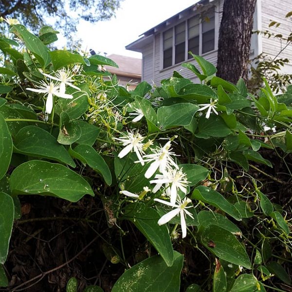 Sweet Autumn Clematis Garden Style San Antonio