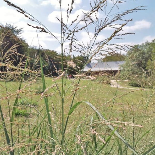 1488833629switchgrass-panicum-virgatum-20121025-detail.jpg