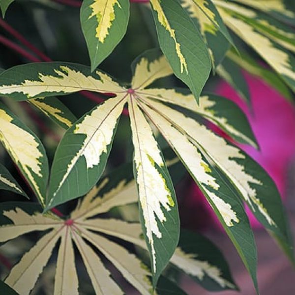 1488834006Tapioca-Variegated-Manihot-esculenta-variegata-detail-leaf-ep.jpg