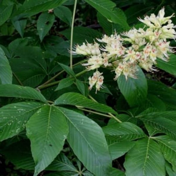 1488834375buckeye-texas-aesculus-arguta-detail-flower.jpg