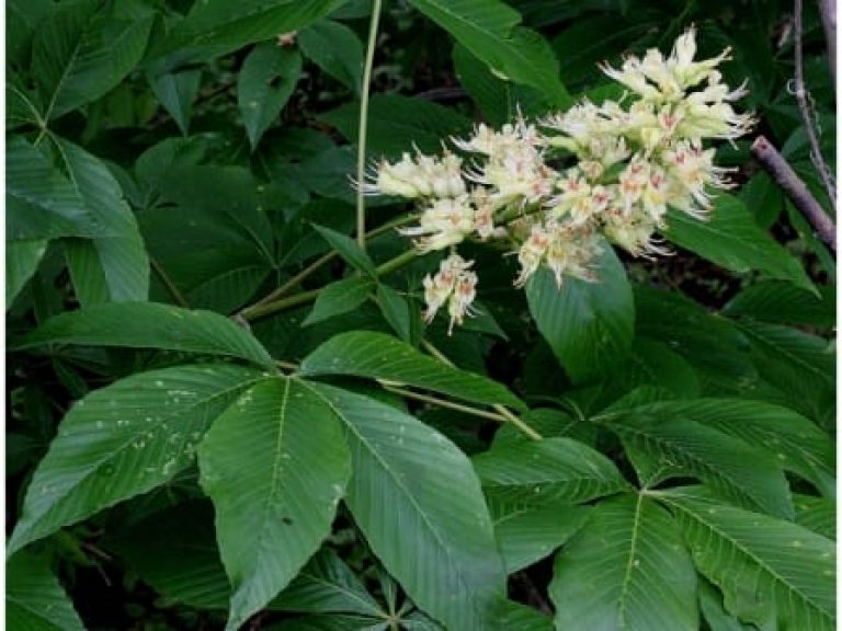 1488834375buckeye-texas-aesculus-arguta-detail-flower.jpg