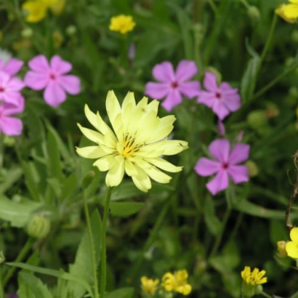 1488834560Texas-Dandelion-Pyrrhopappus-carolinianus-flower-detail.jpg