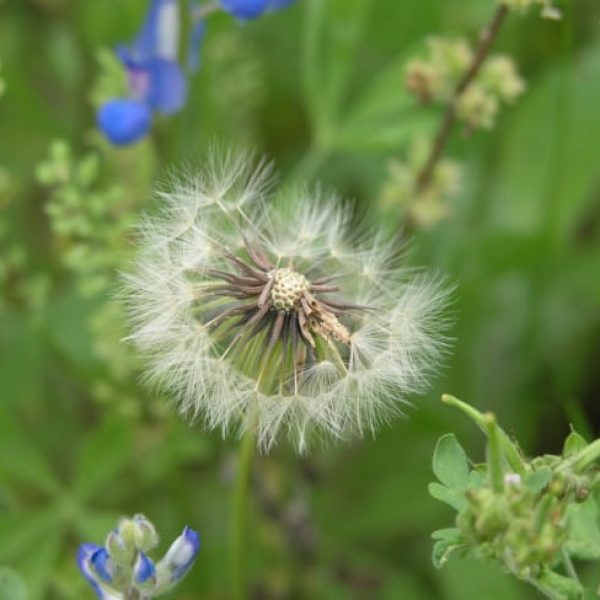 1488834571Texas-Dandelion-Pyrrhopappus-carolinianus-seeds3.jpg