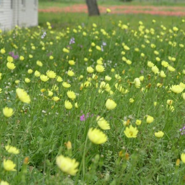 1488834574Texas-Dandelion-Pyrrhopappus-carolinianus-yard.jpg