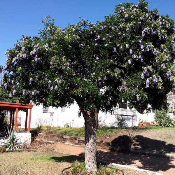 1488834813Texas-Mountain-Laurel-Sophora-secundiflora-form-mahncke-park.jpg