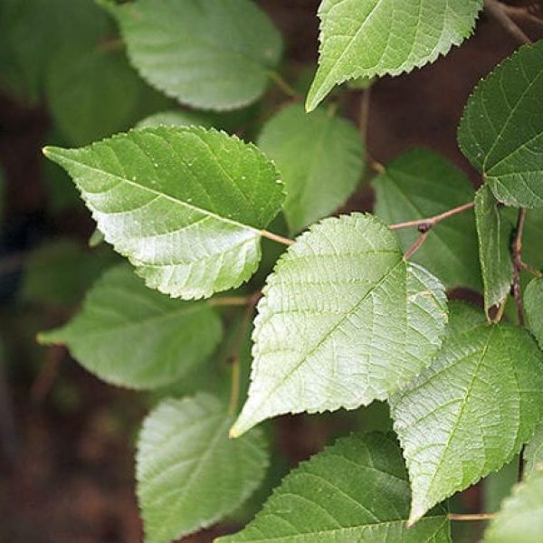 1488835312Texas-mulberry-Morus-microphylla-detail-leaf-SABG-8-2015-Eric-Pohl.jpg