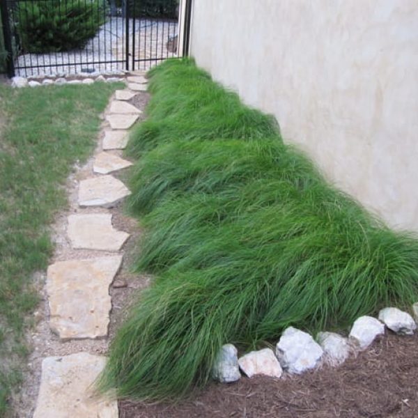 1488836094Sedge-texas-Carex-texensis-form-summer.jpg