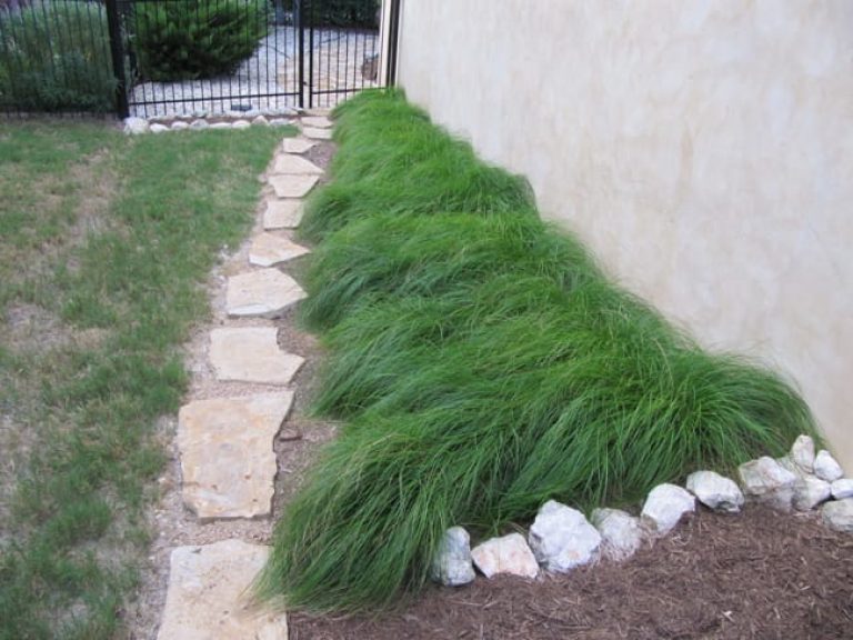 1488836094Sedge-texas-Carex-texensis-form-summer.jpg