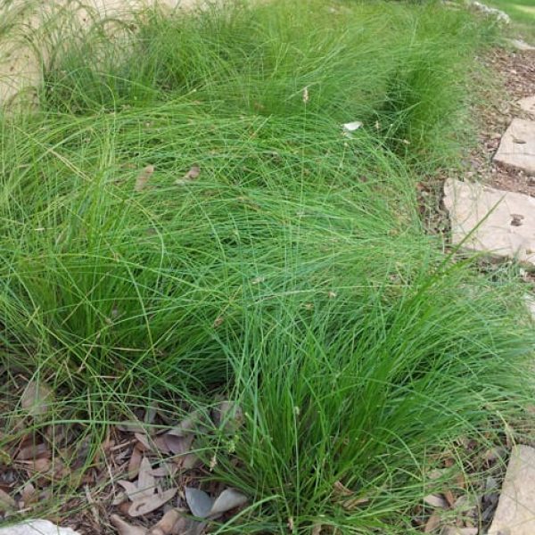 1488836102Sedge-texas-Carex-texensis-form-drip-irrigation.jpg
