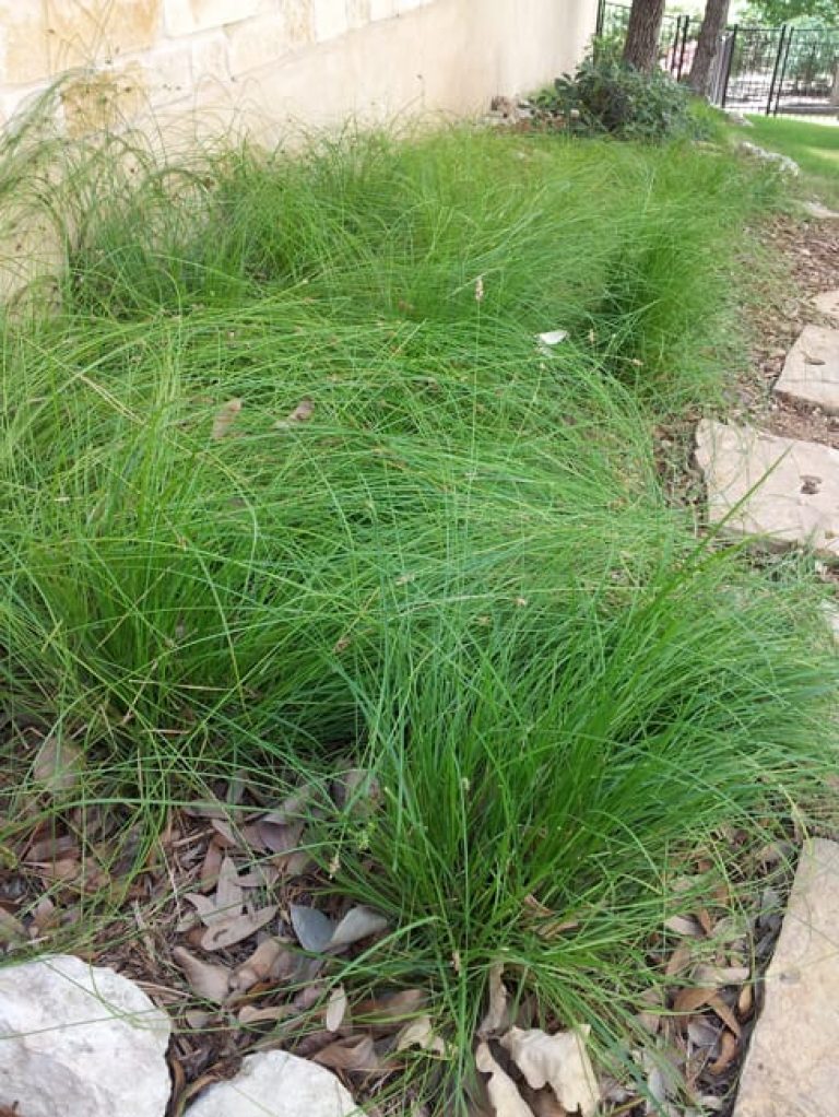1488836102Sedge-texas-Carex-texensis-form-drip-irrigation.jpg