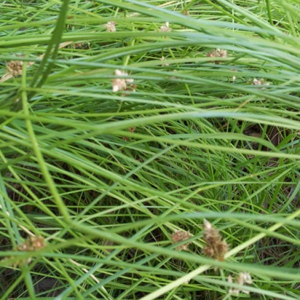 1488836107Sedge-texas-Carex-texensis-detail.jpg