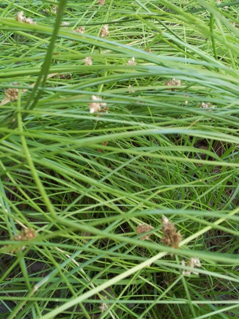 1488836107Sedge-texas-Carex-texensis-detail.jpg