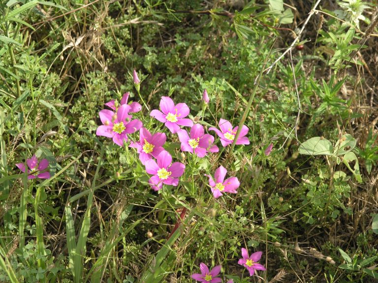 1488836304Meadow-Pink-Sabatia-campestris-form2.JPG