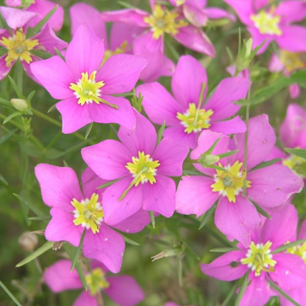 1488836315Meadow-Pink-Sabatia-campestris-form-detail.JPG