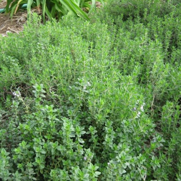 1488837493thyme-thymus-vulgaris-form.jpg