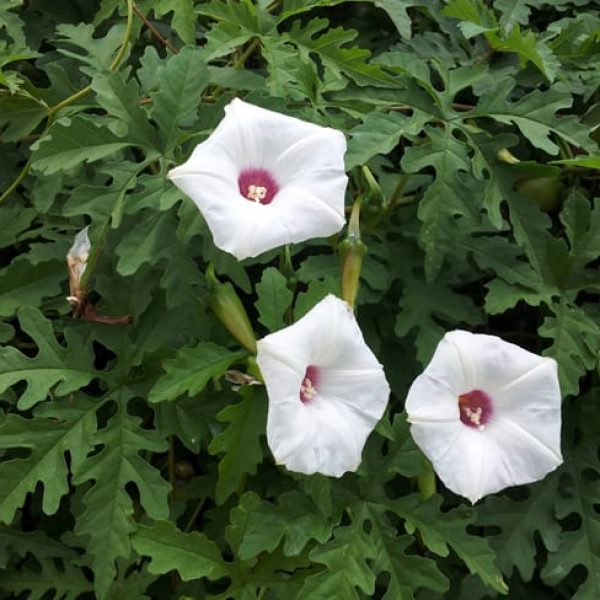1488838215Alamo-vine-Merremia-dissecta-detail-flower-8-2014.jpg
