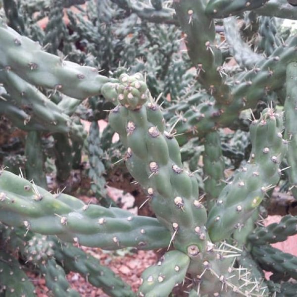 1488838644Cholla-Cylindropuntia-imbricata-detail.jpg