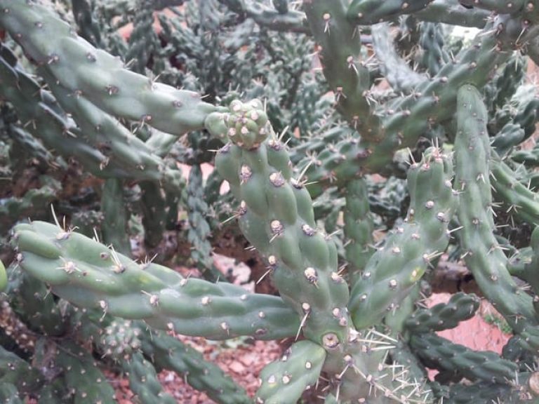 1488838644Cholla-Cylindropuntia-imbricata-detail.jpg