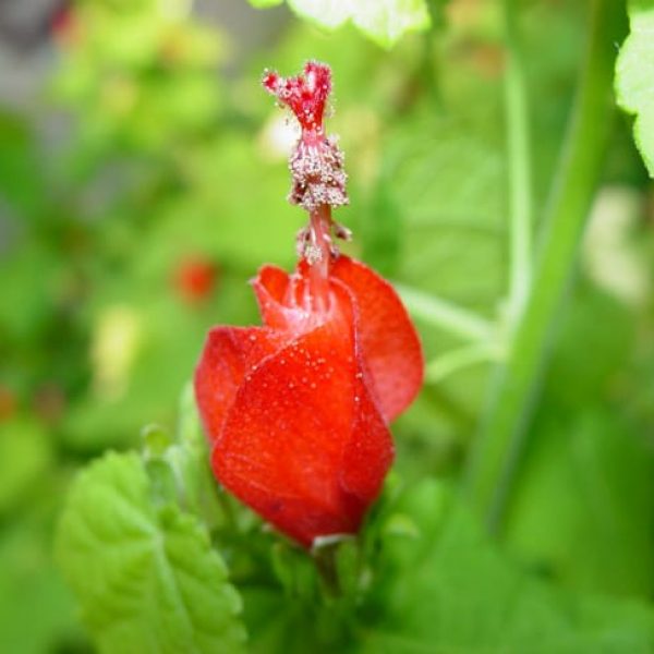 1488839302Turks-cap-Malvaviscus-drummondii-detail.jpg