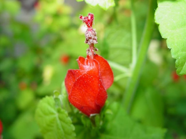 1488839302Turks-cap-Malvaviscus-drummondii-detail.jpg