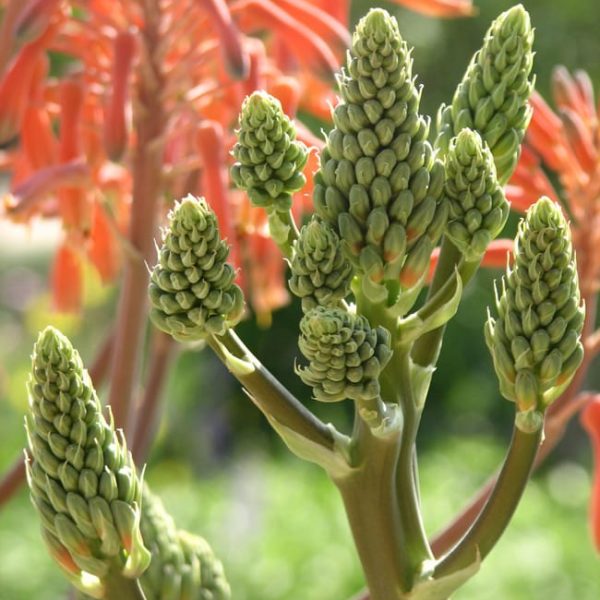 1488839451Aloe-Soap-Aloe-saponaria-detail-flower.jpg