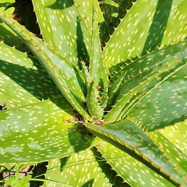 1488839454Aloe-Soap-Aloe-saponaria-detail-leaf-20121006.jpg
