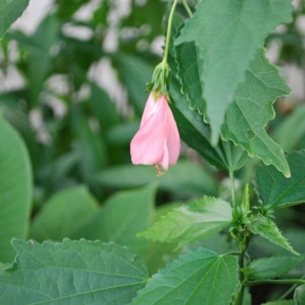 1488839529turks-cap-pink-malvaviscus-drummondii-detail-donna-flower.jpg