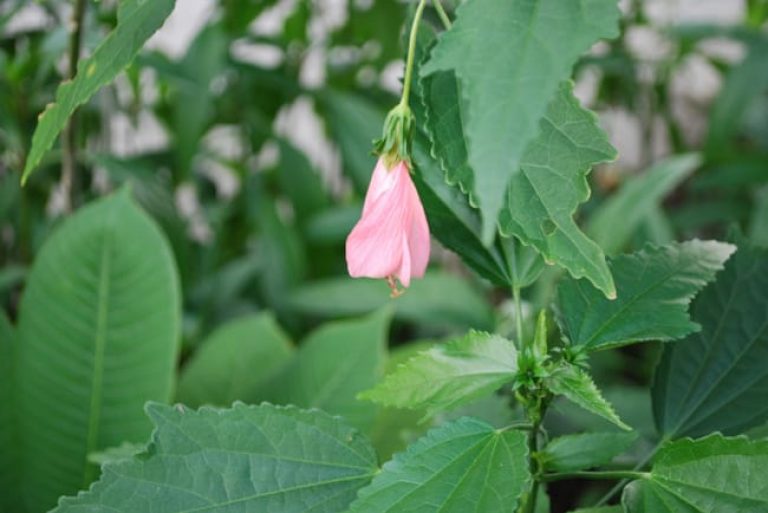 1488839529turks-cap-pink-malvaviscus-drummondii-detail-donna-flower.jpg