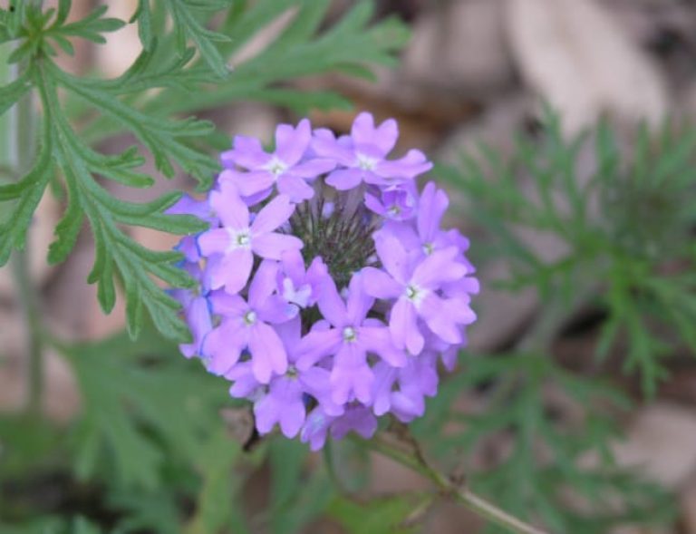 1488839751Purple-Prairie-Verbena-Glandularia-bipinnatifida-detail.jpg