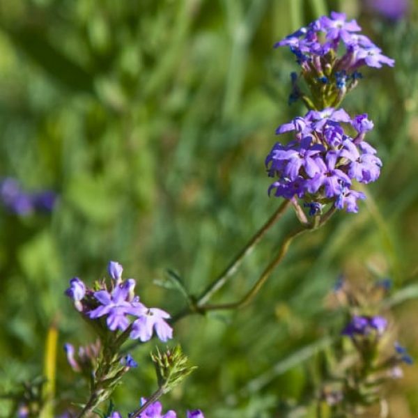 1488839762Verbena-Glandularia-bipinnatifida-detail-bloom.jpg