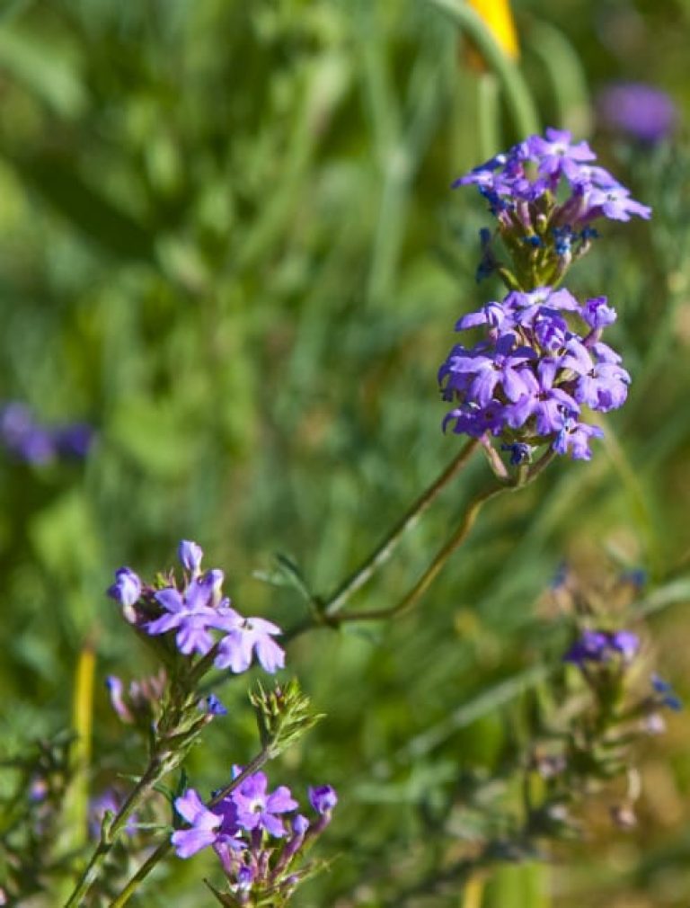 1488839762Verbena-Glandularia-bipinnatifida-detail-bloom.jpg
