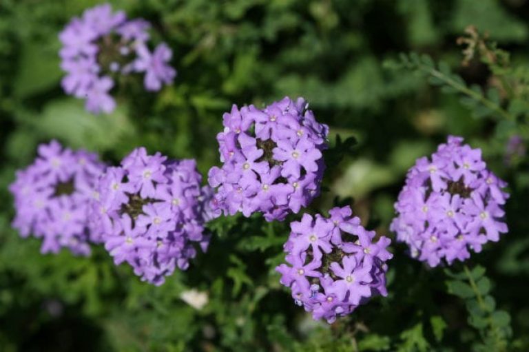 1488839769Verbena-Prairie-Glandularia-bipinnatifada-detail-Applewhite-3-2016-bmw.jpg