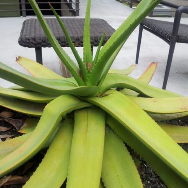 1488839899Aloe-tree-Aloe-arborescens-20121201-form.jpg