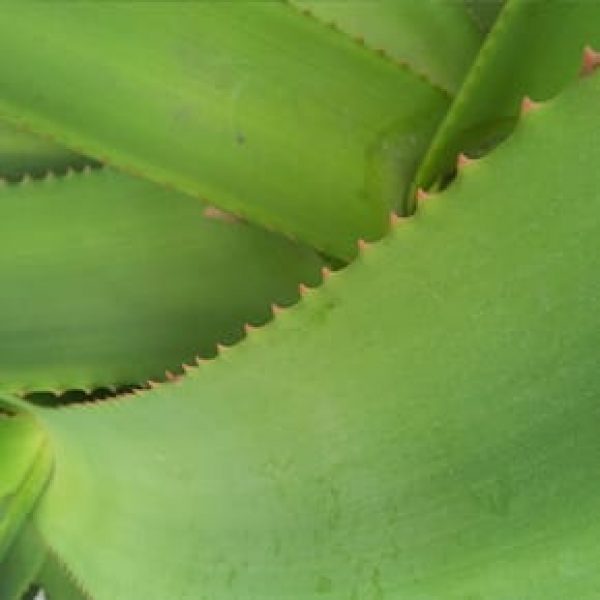 1488839914Aloe-tree-Aloe-arborescens-detail-290x290.jpg