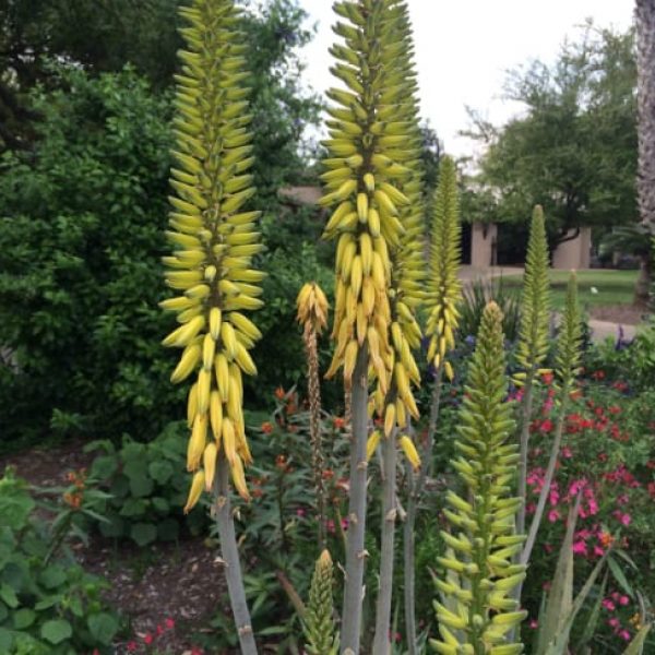 1488839922Aloe-tree-Aloe-arborescens-detail-flower-Terrell-Hills-March-2016-bmw.jpg