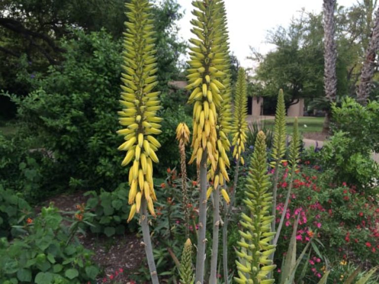 1488839922Aloe-tree-Aloe-arborescens-detail-flower-Terrell-Hills-March-2016-bmw.jpg