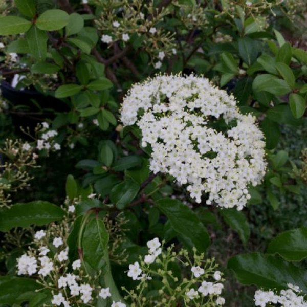 1488840203Viburnum-Rusty-blackhaw-Viburnum-rufidulum-detail-flower-bmw-4-2016.jpg