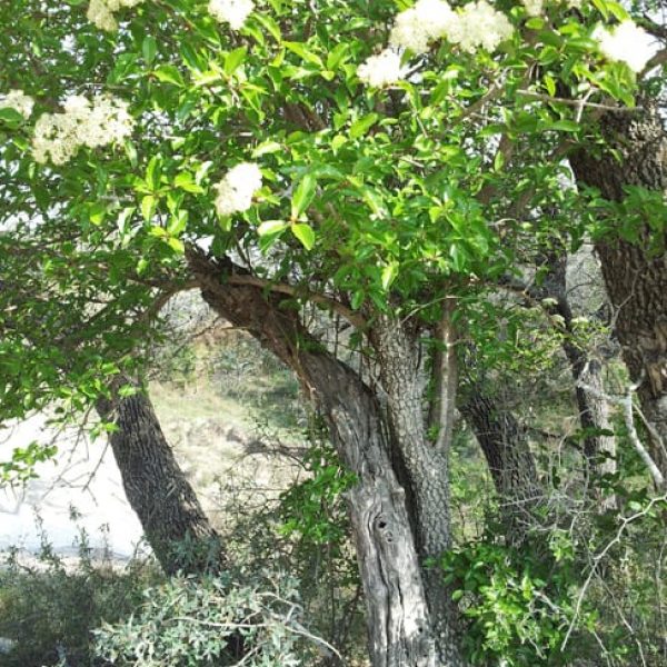 1488840209rusty-blackhaw-viburnum-rufidulum-20130416-form.jpg