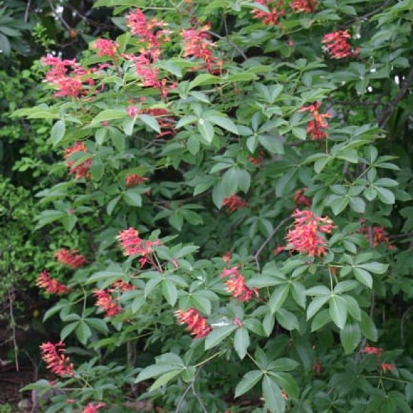 1488840630Red-Buckeye-Aesculus-pavia-form.jpg