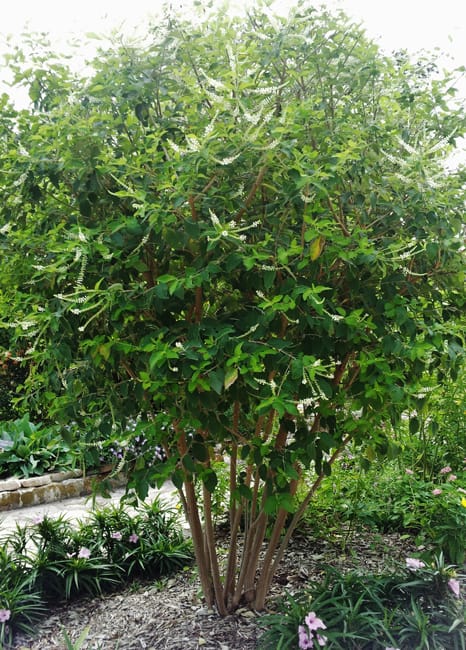 Almond Verbena | Garden Style San Antonio