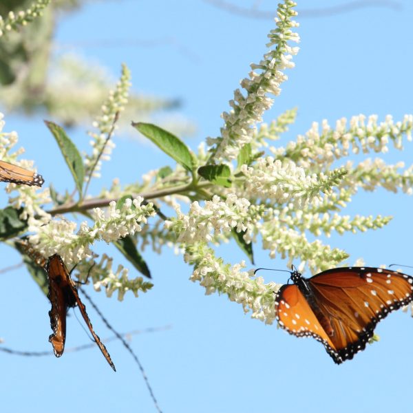 1488842250Almond-verbena-Aloysia-virgata-detail-butterflies-MLAC.JPG