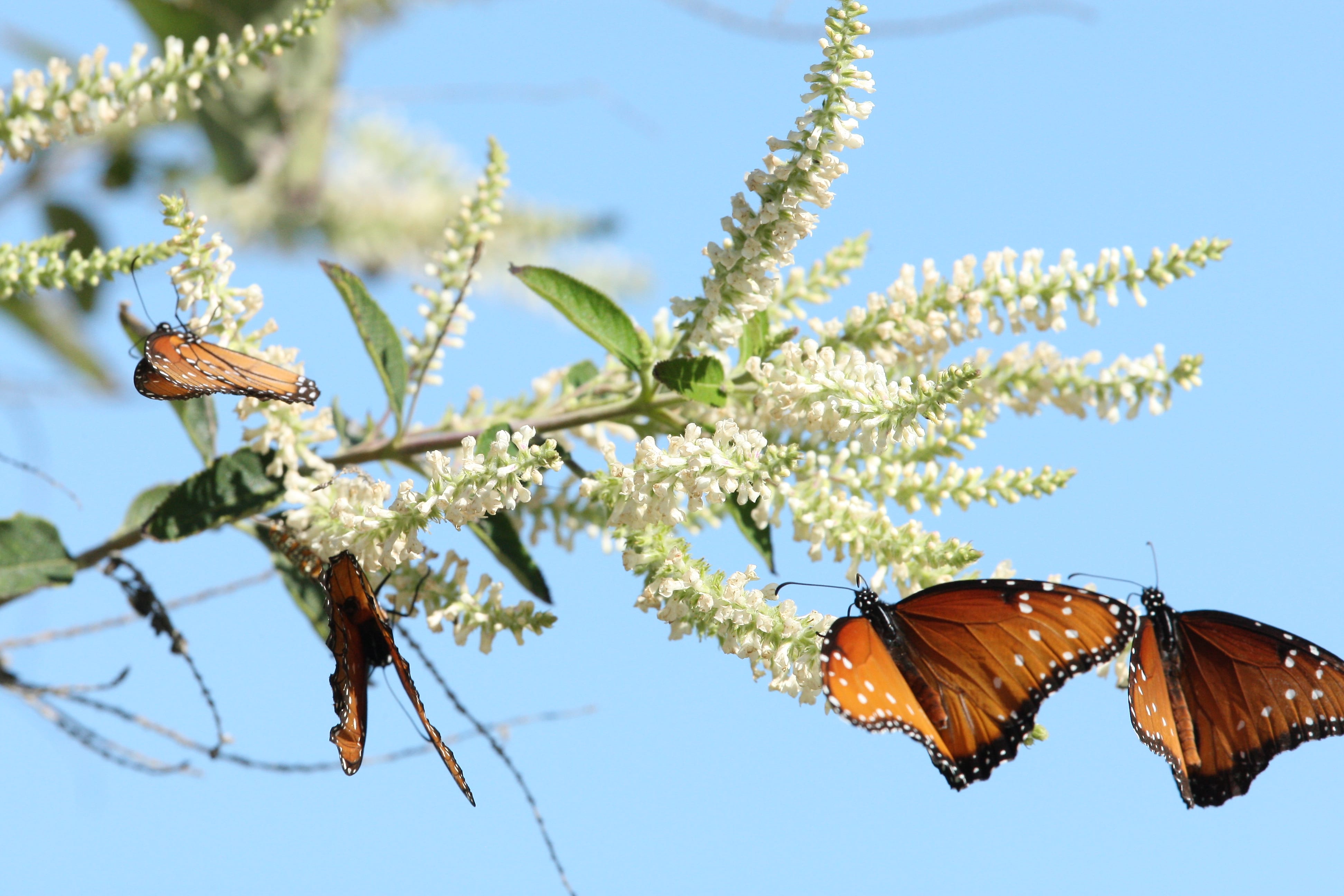 almond-verbena-garden-style-san-antonio