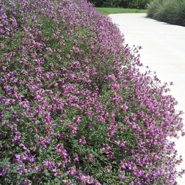 1488898893Black-Dalea-Dalea-frutescens-form.jpg