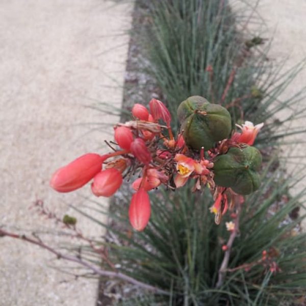 1488906162Red-Yucca-Hesperaloe-parvifolia-flower.jpg