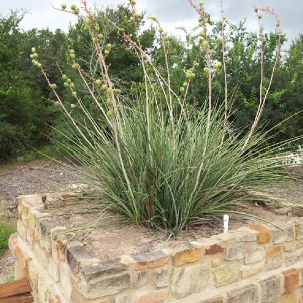 1488906208Red-yucca-Hesperaloe-parvifolia-form-potted-with-seeds-Alamo-Ranch.jpg